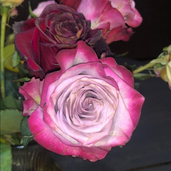 Meet your Posher, Juana - Picture 1 of 1